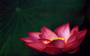 Ngài Lâm Tế khai thị
